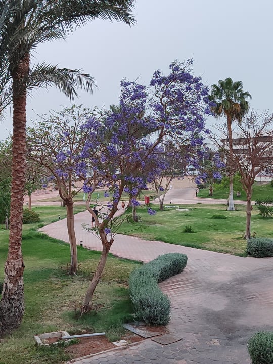 Gartenanlage Pharaoh Azur Resort
