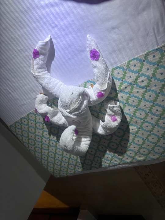 Zimmer Blend Elphistone Resort