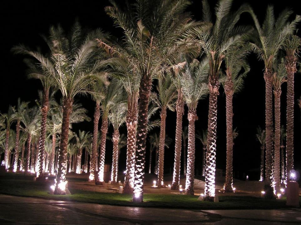 Palmen Grand Makadi