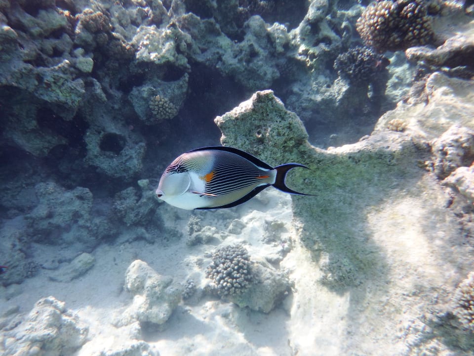 Strand Grand Waterworld Makadi