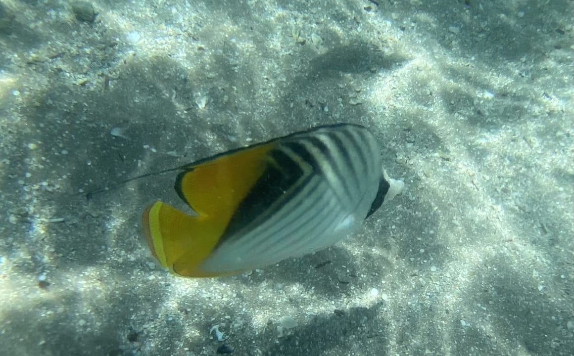 Sport & Freizeit Jaz Makadi Saraya Resort