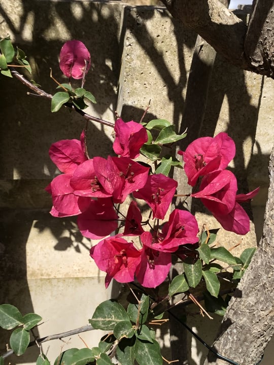 Außenansicht BG Hotel Rei del Mediterrani Palace