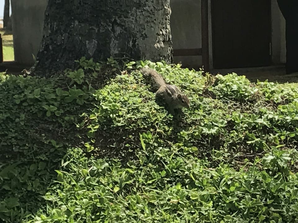 Gartenanlage Mermaid Hotel & Club