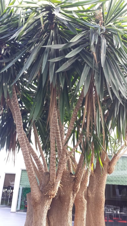 Eine Palme Hotel Riu Papayas