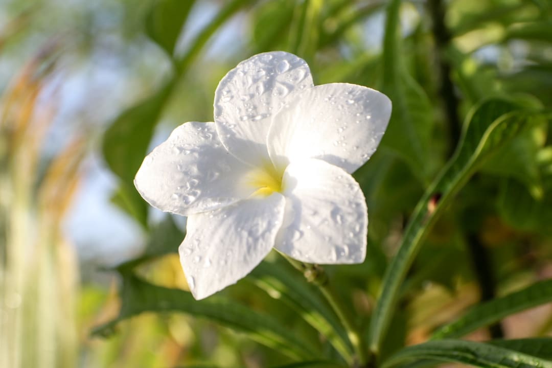 Gartenanlage Don Genaro Apartments