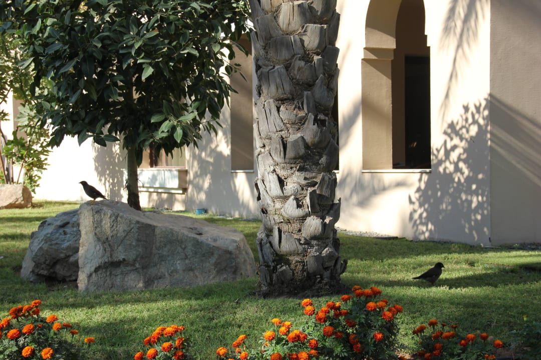 Hotel Iberotel Miramar Al Aqah Beach Resort Miramar Al Aqah Beach Resort