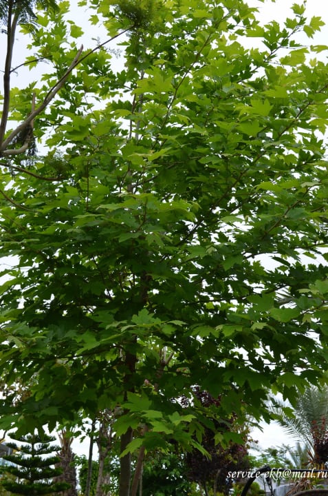 Delphin Imperial Hotel Delphin Imperial