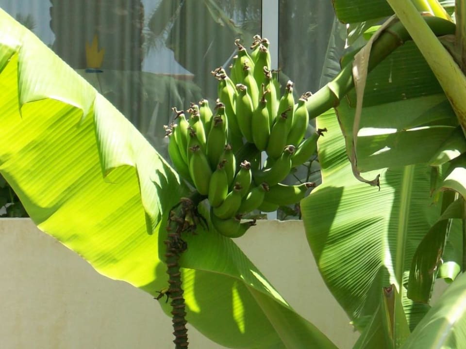 Bananen wachsen in der Gartenanlage Tabaiba Princess