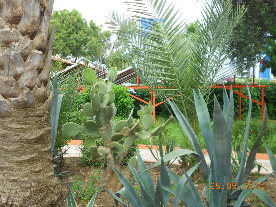 Зелень Club Turtas Beach Hotel