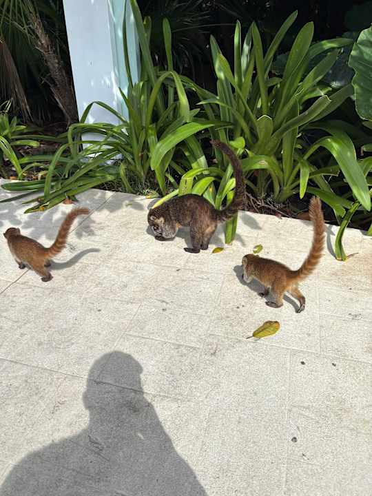 Gartenanlage Bahia Principe Grand Tulum