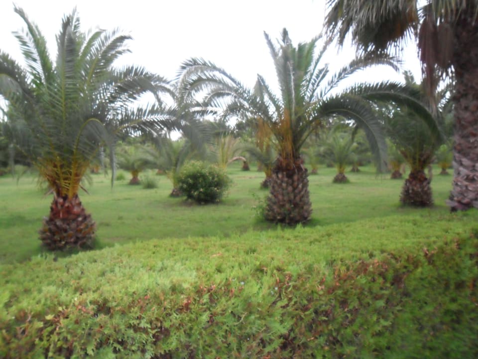 Der Rand der Anlage war auc h sehr gepflegt Ali Bey Club