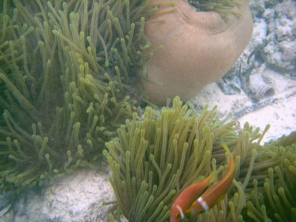 Seeanemonen und Anemonenfische Summer Island Maldives