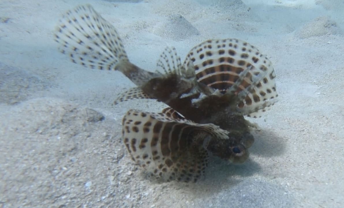 Sport & Freizeit Pickalbatros Citadel Resort