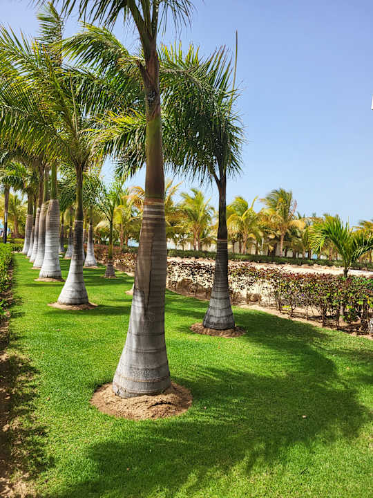 Gartenanlage Hotel Riu Palace Boavista