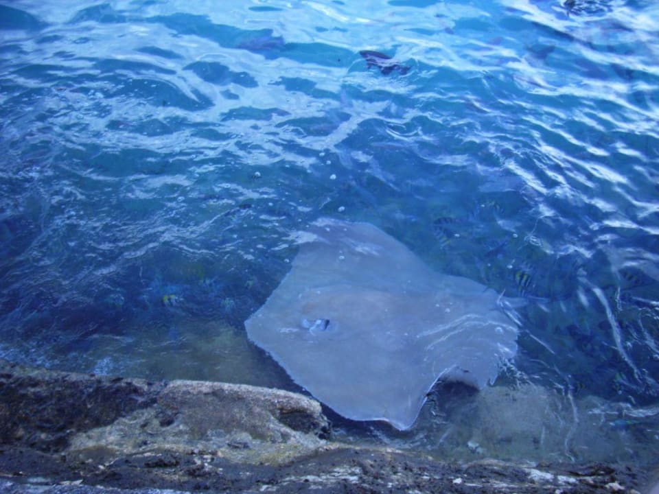 Die Rochenfütterung Summer Island Maldives