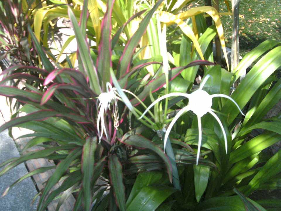 Fleurs du jardin Hotel The Cottage