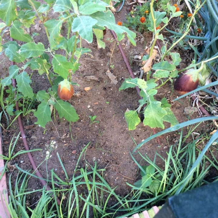 Gartenanlage Fuerte Costa Luz (Fuerte Conil-Resort)