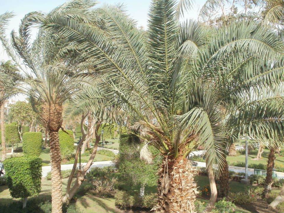 Der Garten The Grand Hotel Hurghada