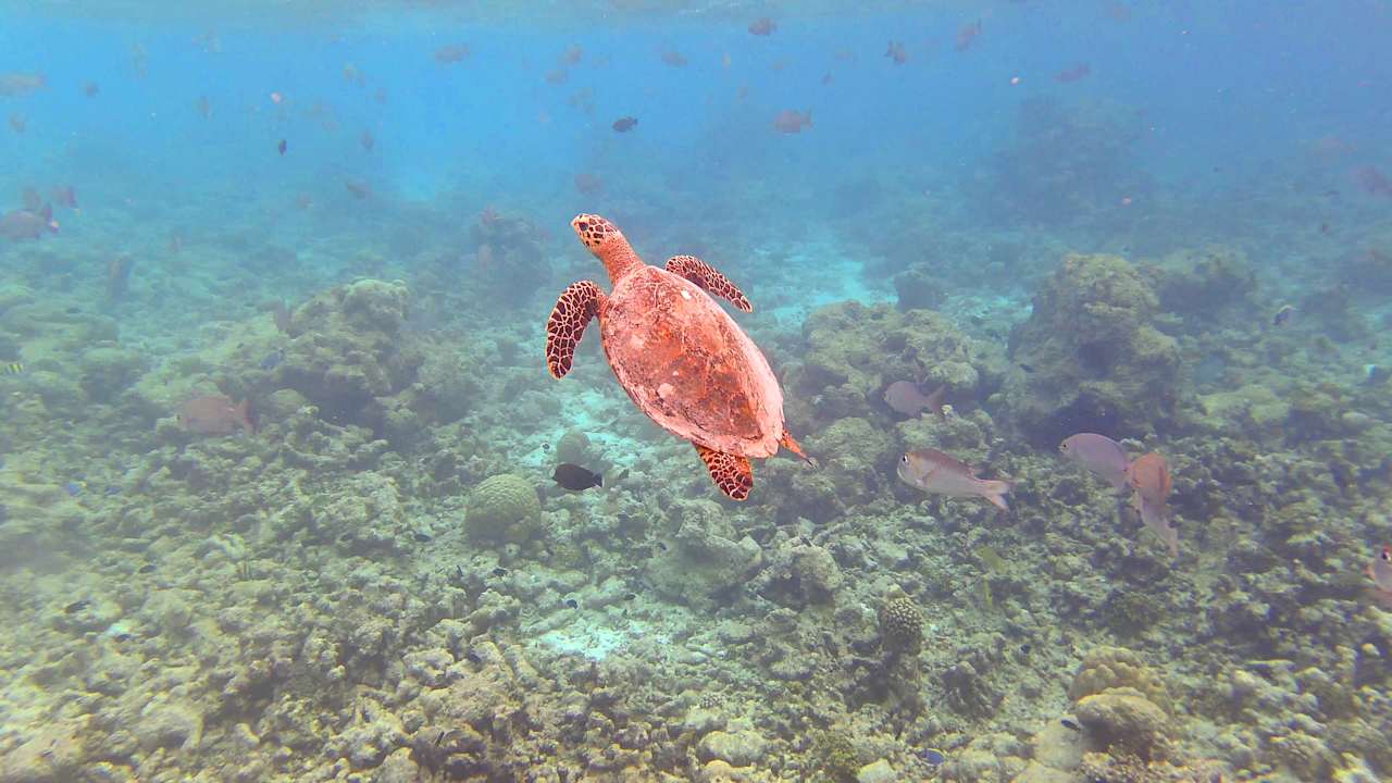 Sport & Freizeit Summer Island Maldives