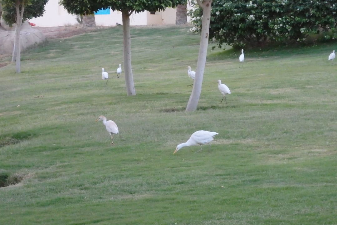 Abends viele weiße Ibise SUNRISE Royal Makadi Resort