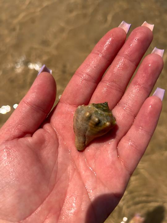 Strand Hotel Titanic Palace