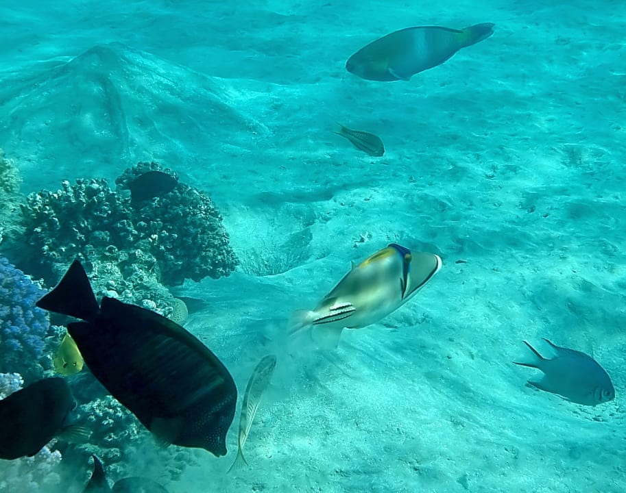 Sport & Freizeit Fort Arabesque Resort, Spa & Villas