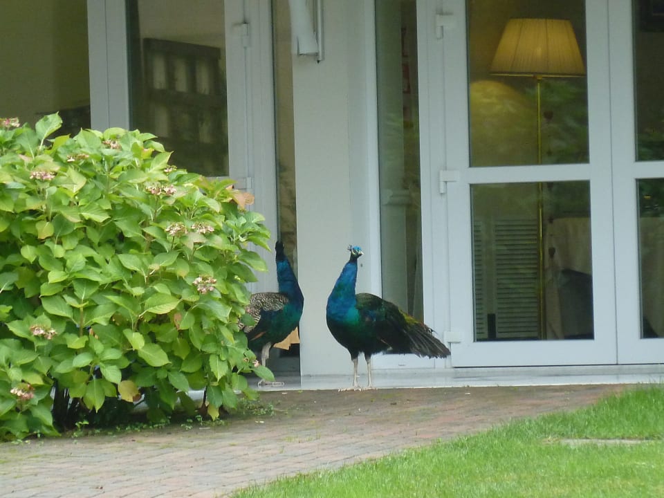 Gartenanlage Park Hotel Junior