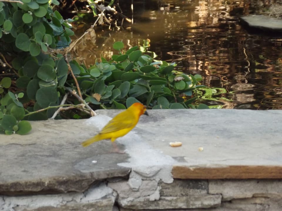 Gartenanlage Bahari Beach Hotel