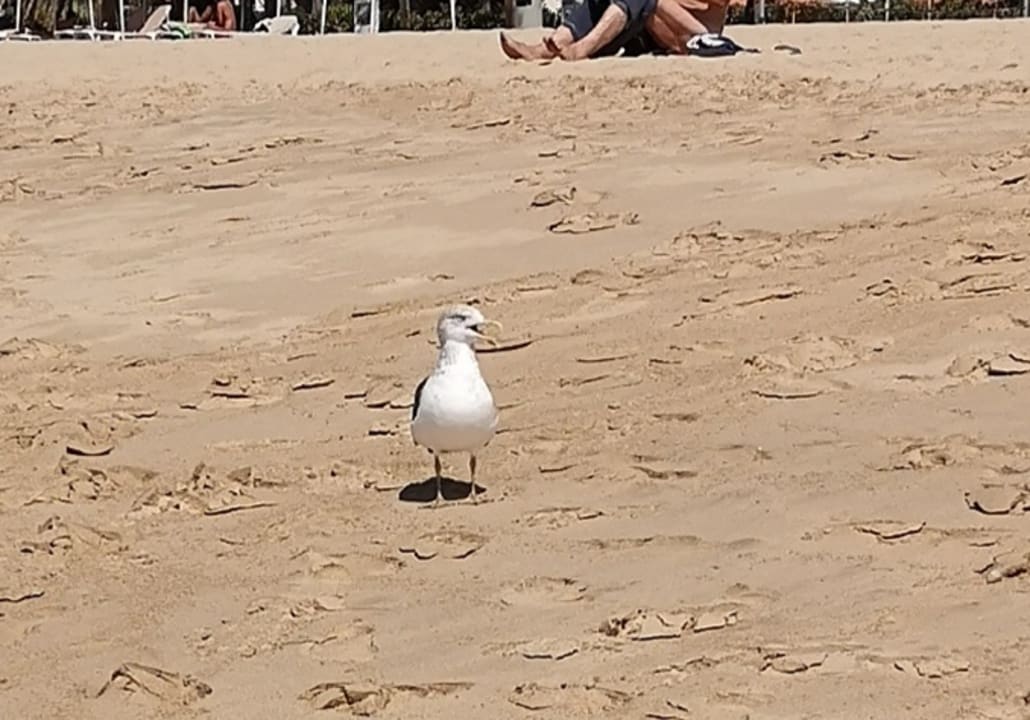 Strand Occidental Jandía Playa