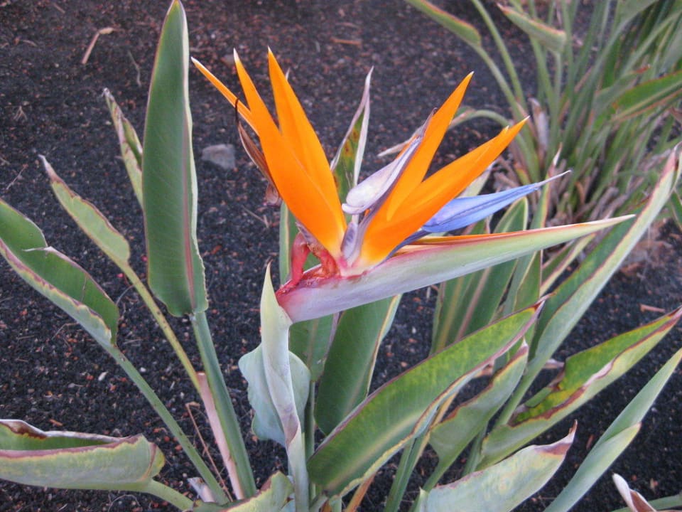 Blumen in der Gartenanlage allsun App.-Hotel Esquinzo Beach