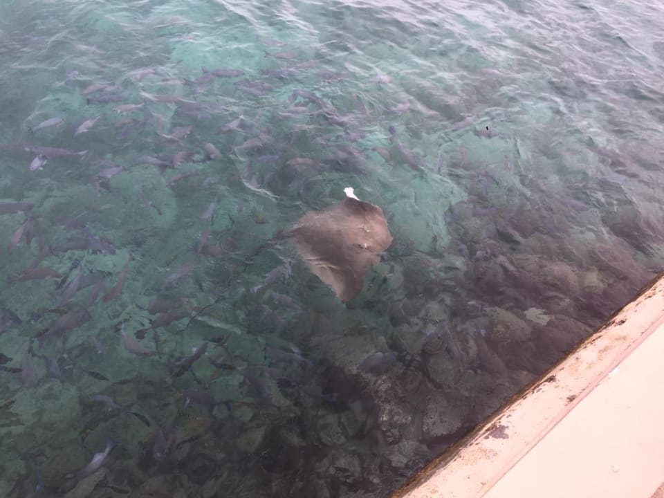 Strand Summer Island Maldives