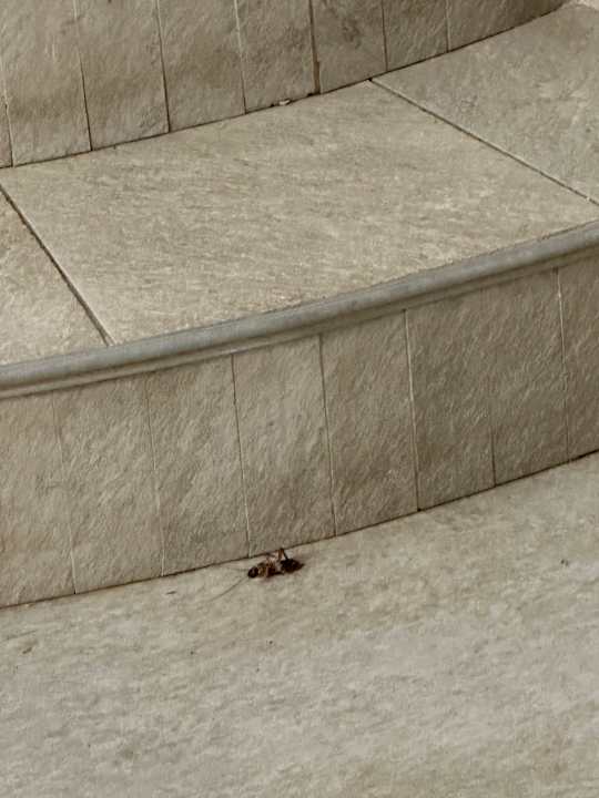 Sonstiges Barceló Concorde Green Park Palace