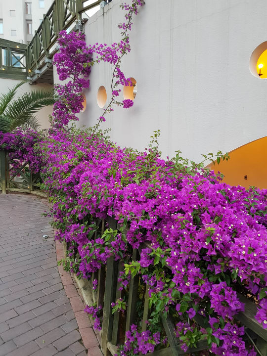 Gartenanlage Hotel Novum Garden Side