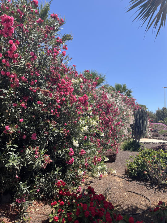 Außenansicht Elba Carlota Beach & Golf Resort