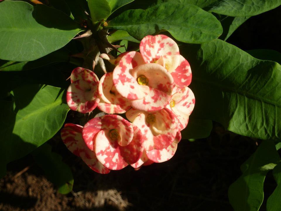 Schöne Blumen in der Gartenanlage Hotel Grand Palladium Palace Resort, Spa & Casino