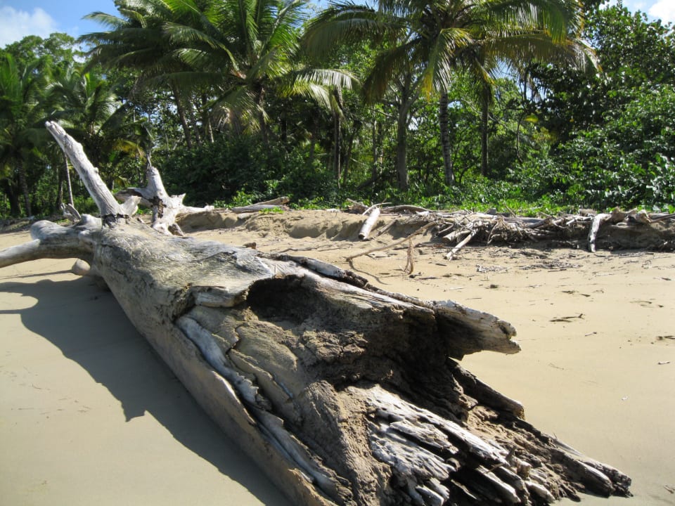 Urwüchsigkeit - Palmen und Strandgut Grand Paradise Playa Dorada
