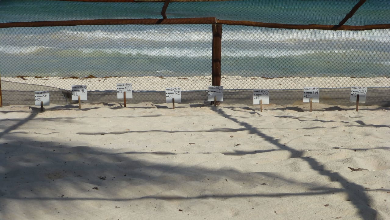 Schildkröten Aufzuchtstation Grand Palladium Kantenah Resort & Spa