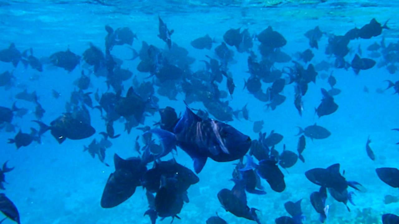 Rotzahndrücker NH Collection Maldives Reethi Resort