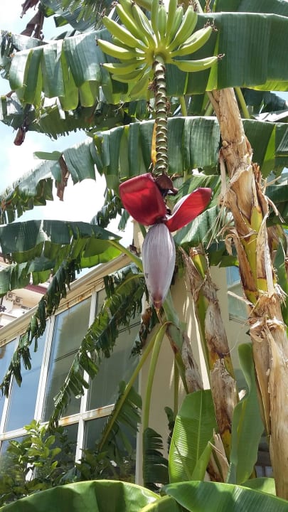 Bananenbaum Solivia Hotel