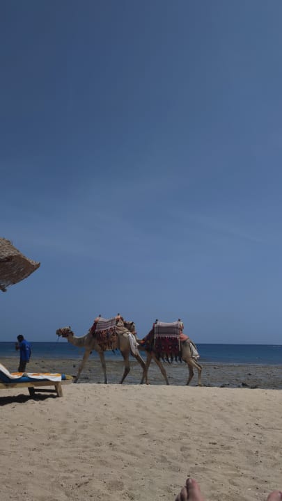 Strand Pickalbatros Sea World Resort - Marsa Alam