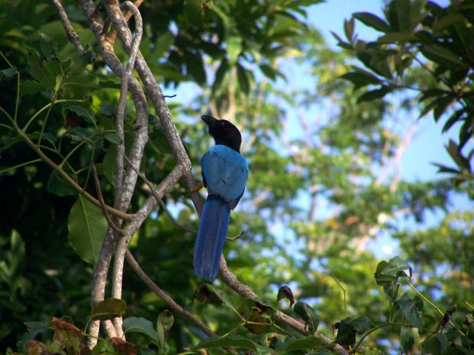 Schöner Vogel Hotel Riu Tequila