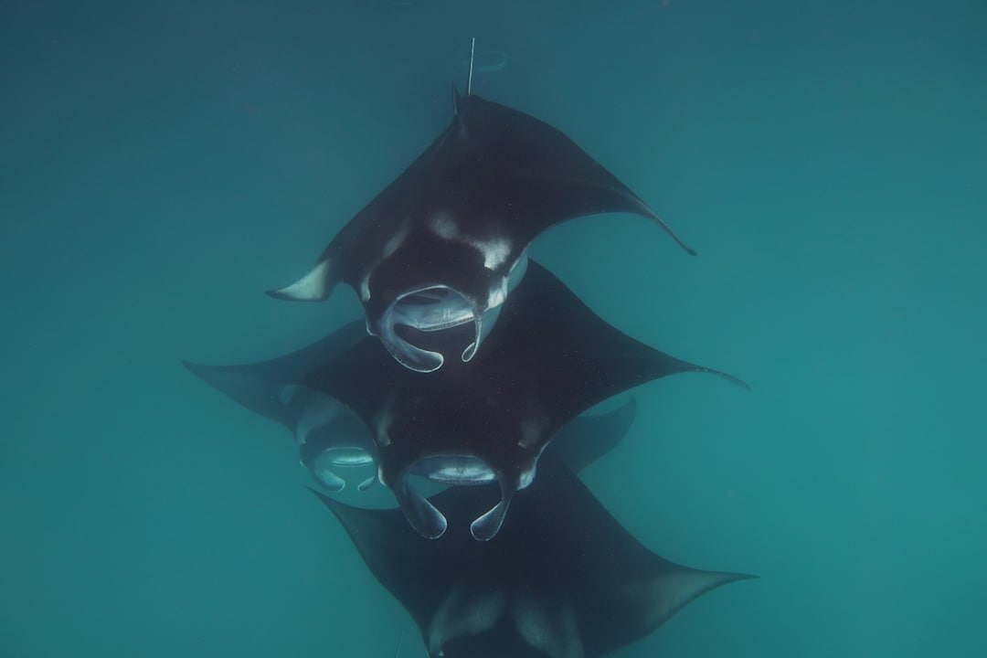 Sport & Freizeit NH Collection Maldives Reethi Resort