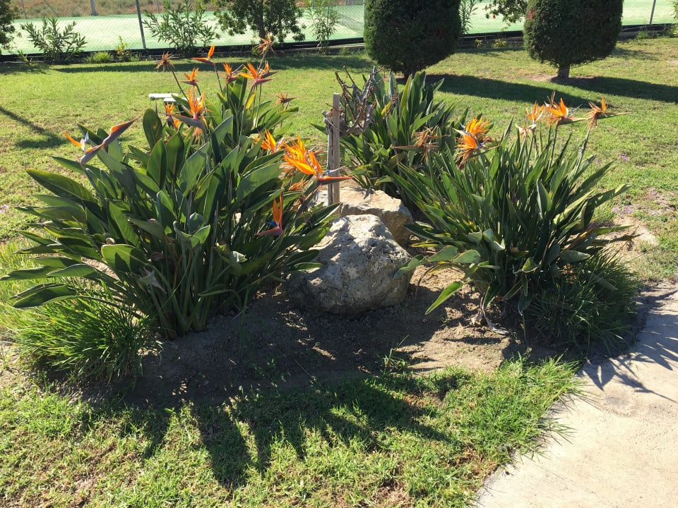 Gartenanlage TUI BLUE Palazzo del Mare