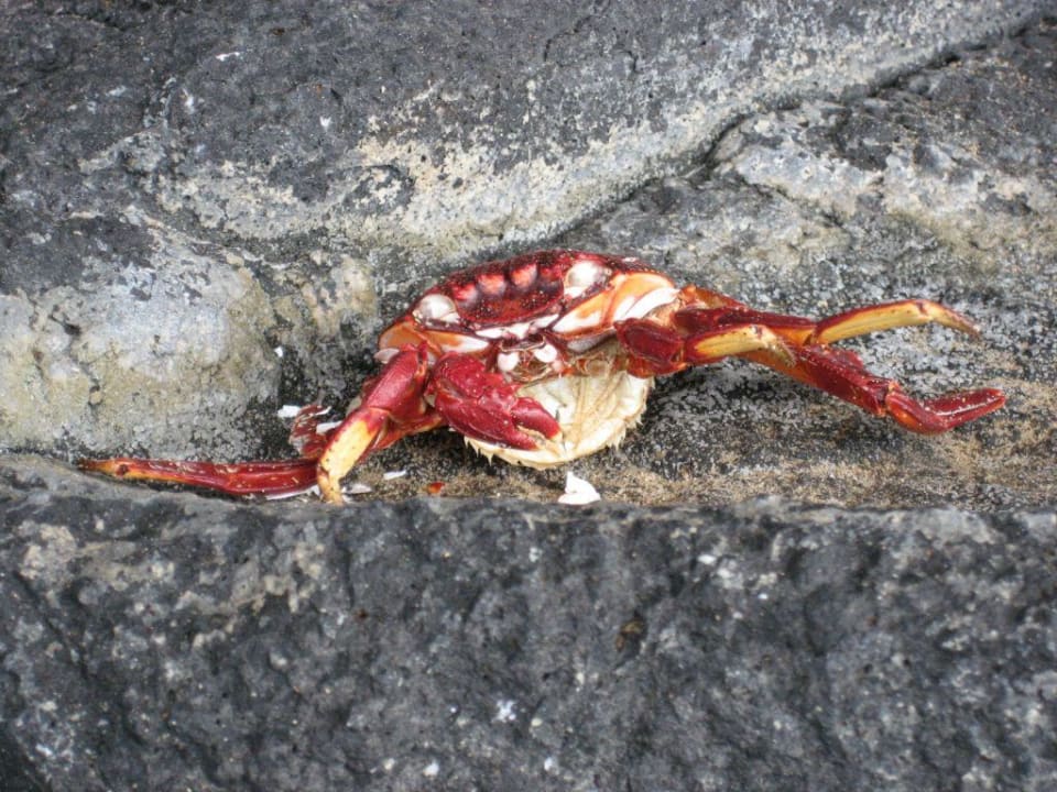 Egon der Krebs SBH Crystal Beach Hotel & Suites