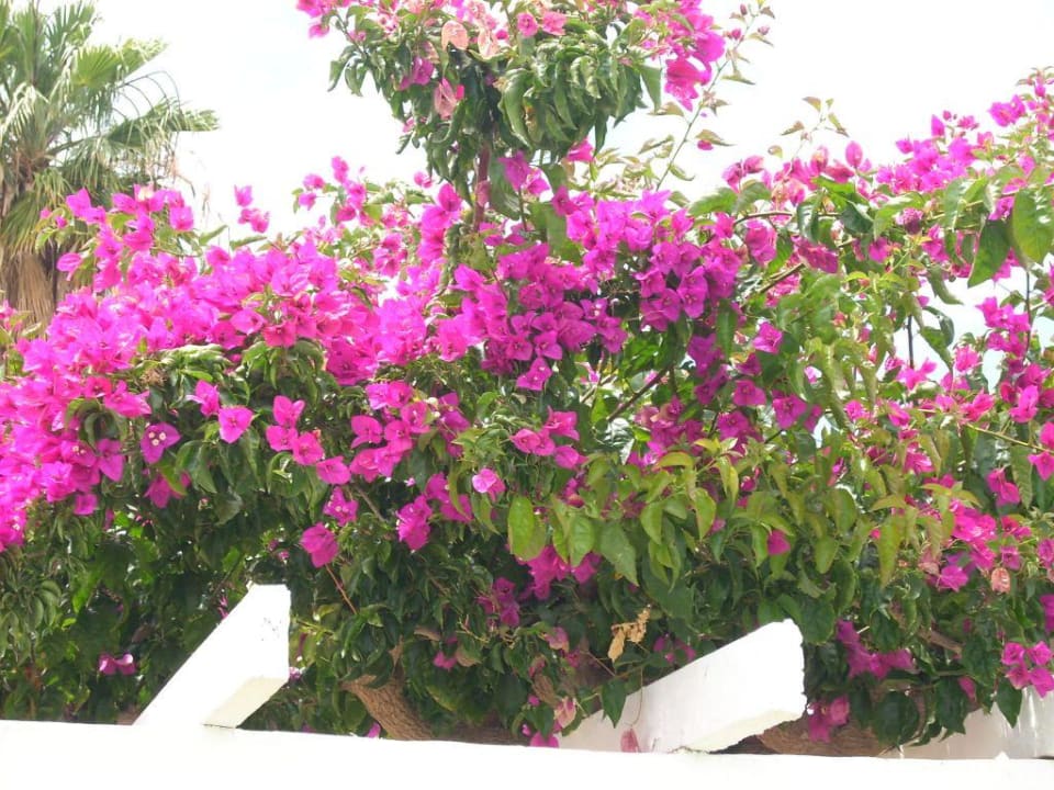 Farbenpracht Canary Garden Club