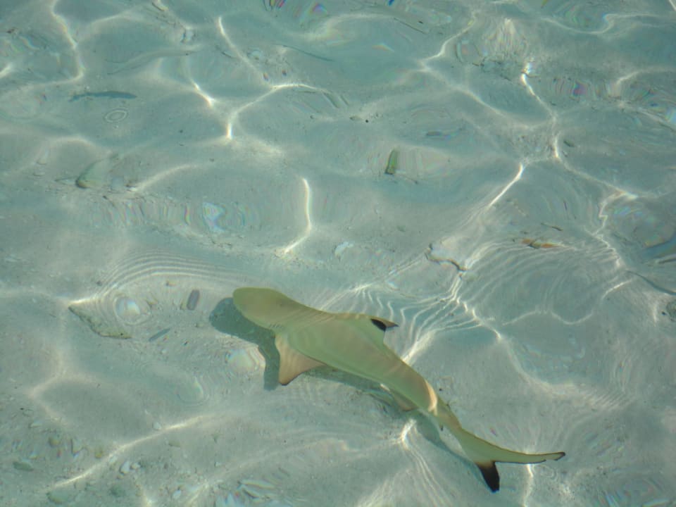 Babyhai Filitheyo Island Resort