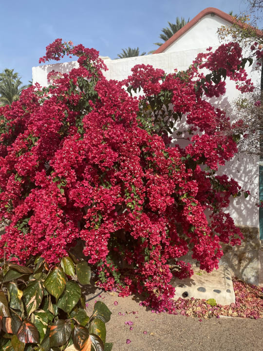 Gartenanlage Aldiana Club Fuerteventura