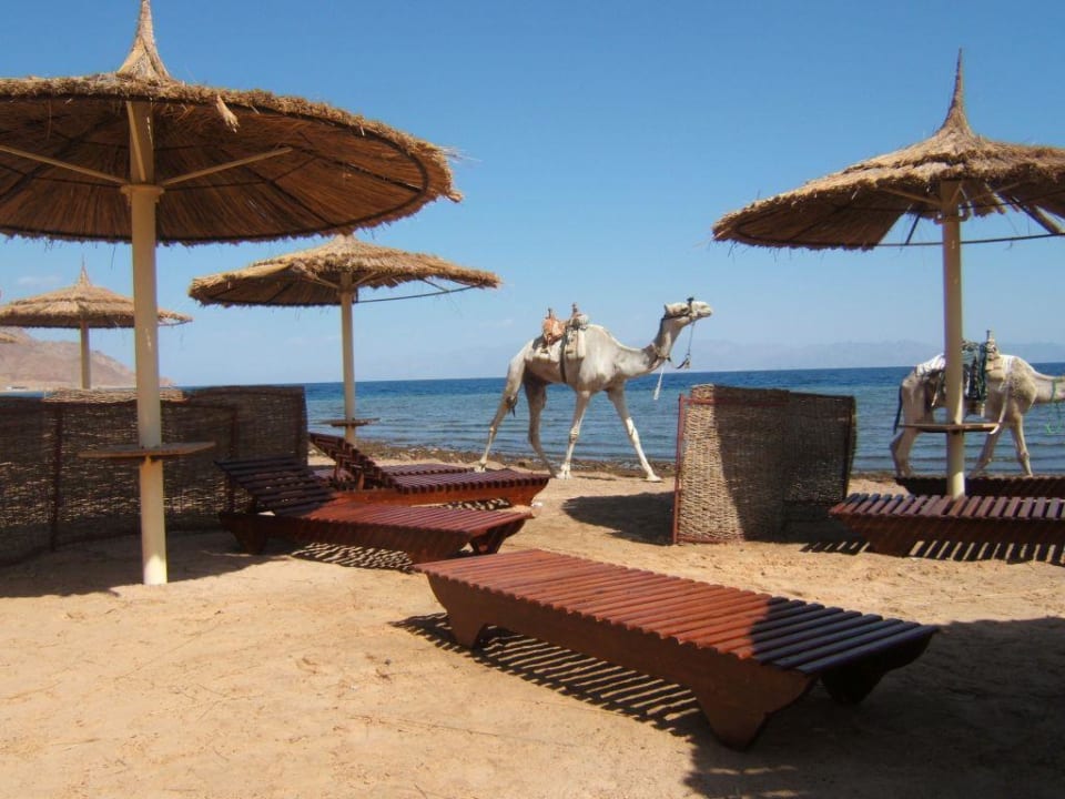 Zu schön Hotel Sea Sun Dahab