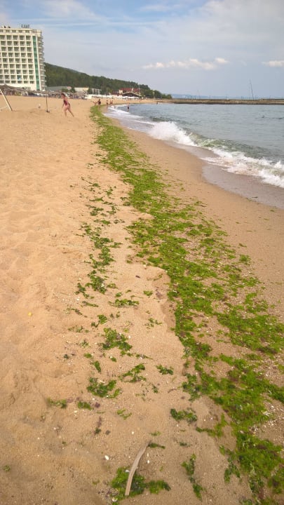 Strand wurde 1 Woche nicht gereinigt GRIFID Encanto Beach