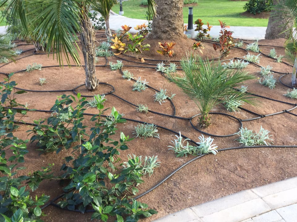 Gartenanlage Hotel Riu Palace Oasis